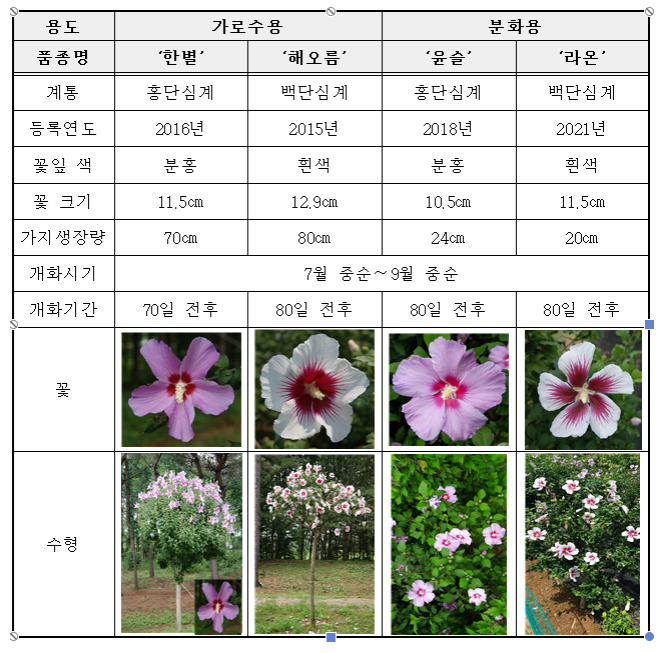 아름다운 여름꽃, 생활 속의 우리 무궁화 아름다운 여름꽃, 생활 속의 우리 무궁화