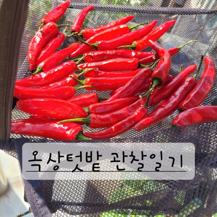  옥상텃밭 둘러보고 관리하기