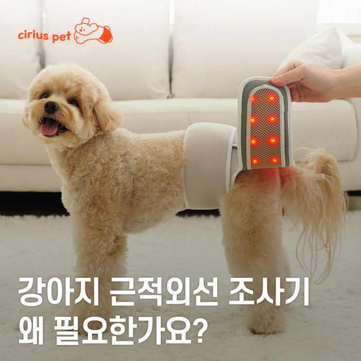  [시리어스펫] 강아지에게 근적외선 조사기가 왜 필요한가요?