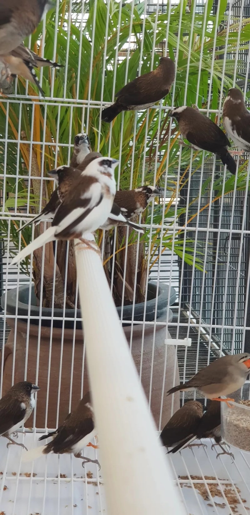 십자매.금화조 : 네이버 블로그