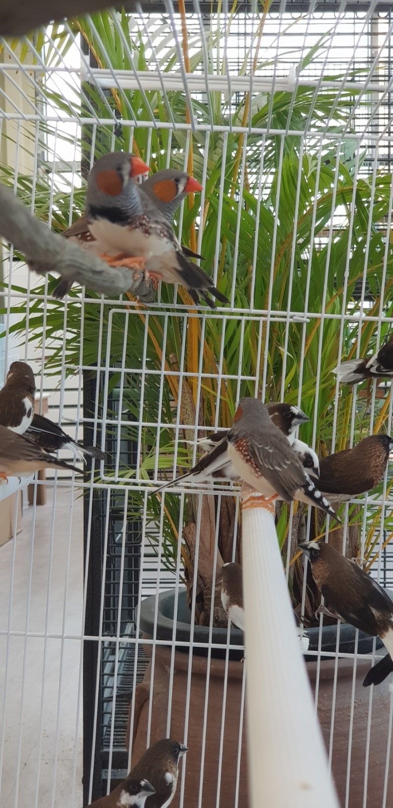 십자매.금화조 : 네이버 블로그