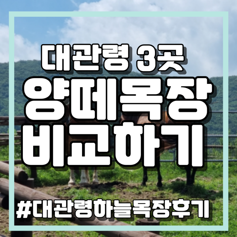 평창 대관령 하늘목장 방문 후기, 양떼목장 3군데 비교하기