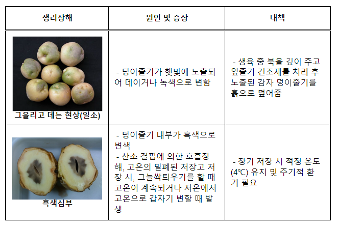 고랭지 여름 감자 생육 후기 관리 및 저장 방법 고랭지 여름 감자 생육 후기 관리 및 저장 방법