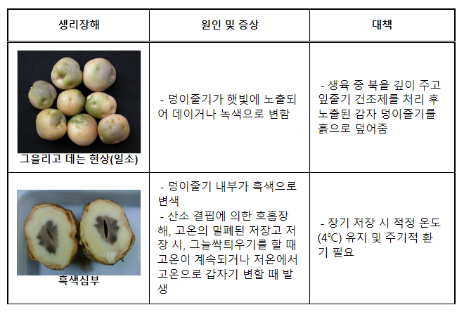 고랭지 여름 감자 생육 후기 관리 및 저장 방법