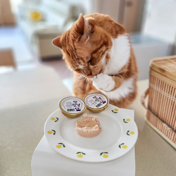  고양이 습식사료 노묘 입맛 사로잡은 맛있냥 고양이 주식캔