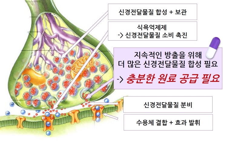  다이어트약 불면증 솔루션 감정적 섭취