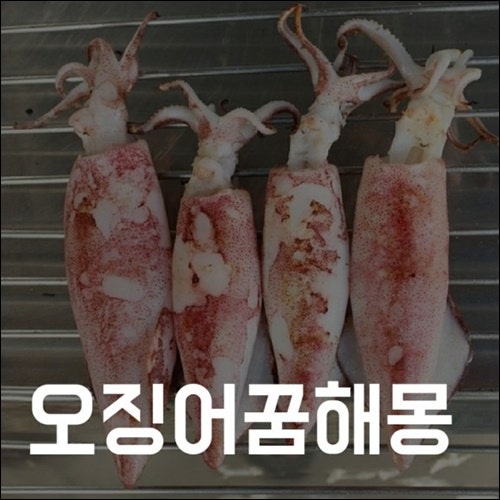 오징어사는꿈 오징어꿈해몽