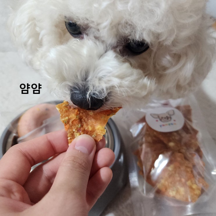  수원 조원동 강아지 수제간식집. 얌얌. 가게이름처럼 맛있게 얌얌 먹는 예삐.