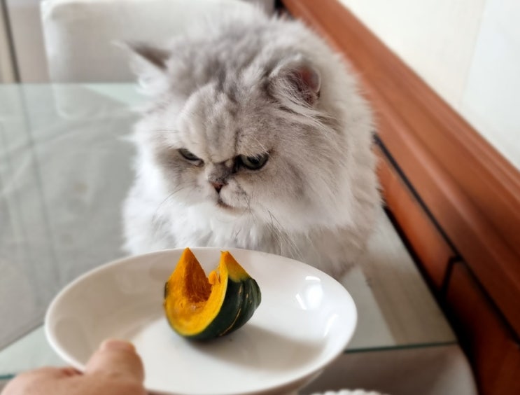  고양이 단호박 먹어도 되나, 급여시 주의사항, 칼로리, 찌는 법