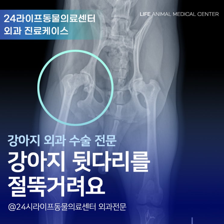 강아지 뒷다리 절뚝일때 꼭 체크해봐야 할 것 : 강아지 관절염 대구 수술전문 동물병원 강아지 뒷다리 절뚝일때 꼭 체크해봐야 할 것 : 강아지 관절염 대구 수술전문 동물병원
