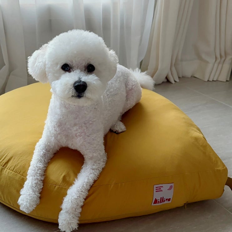  강아지 쿠션, 탄탄한 소재의 실용적 애견 방석