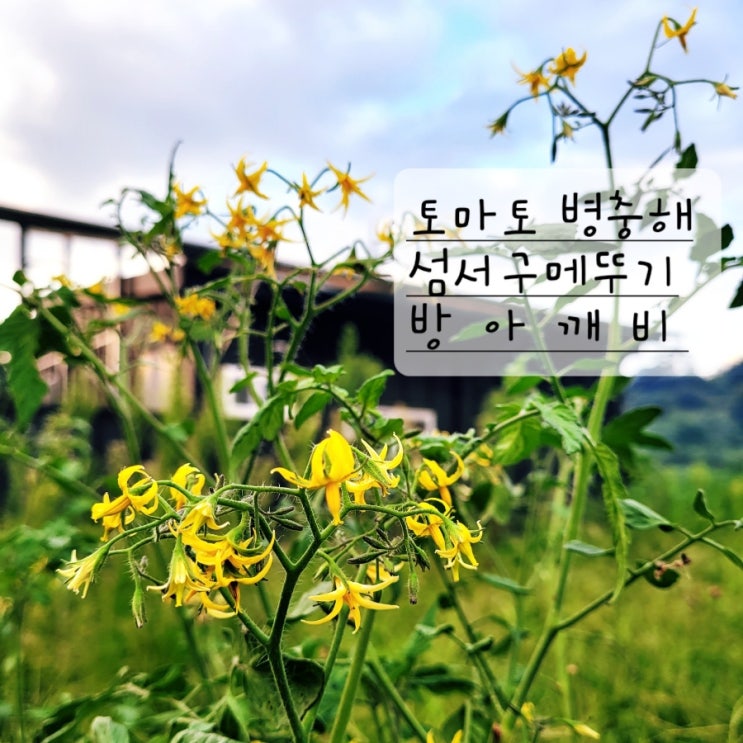  텃밭 가꾸기, 토마토 병충해 발생(섬서구메뚜기, 방아깨비)