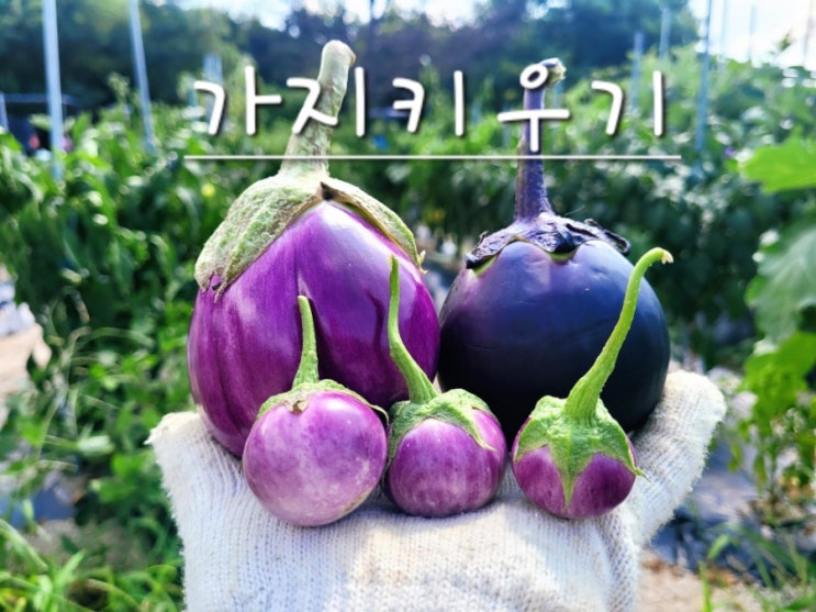  영양이 풍부한 가지 키우기