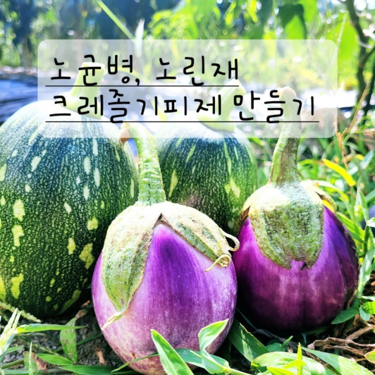 가지 병충해 발생(노균병, 노린재), 노린재 퇴치 약 크레졸기피제 만드는법