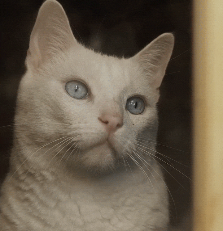 [폰배경_019]  갤럭시 지플립5 외부 배경화면 귀여운 고양이 인스타 감성 Z플립 커버 화면 움짤 모음 공유 (23장 .GIF)