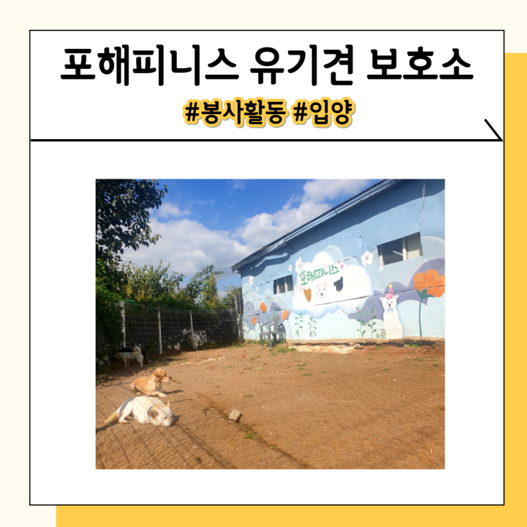 포해피니스에서 유기견 봉사 활동 입양 하는 법 알아봐요 포해피니스에서 유기견 봉사 활동 입양 하는 법 알아봐요