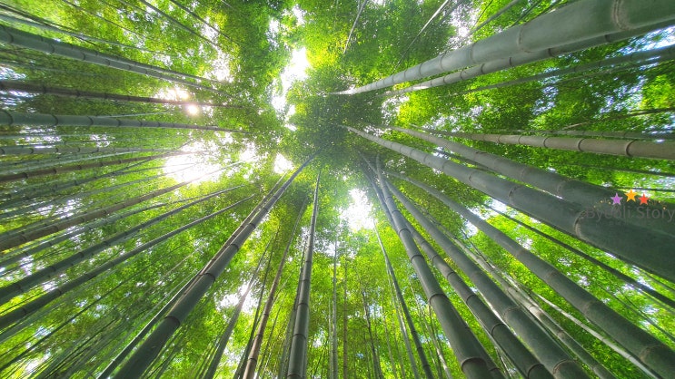 산책하기좋은 고창읍성 : 대나무숲 체험!