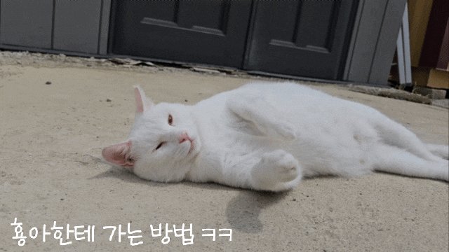 3박 4일 입원후 퇴원한 옥수가 절 법당 안까지 출입한다 : 유기묘옥수