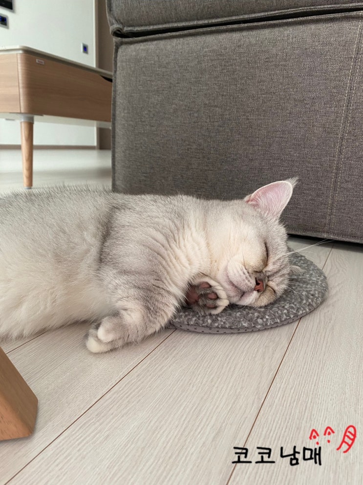  사고뭉치 코딩