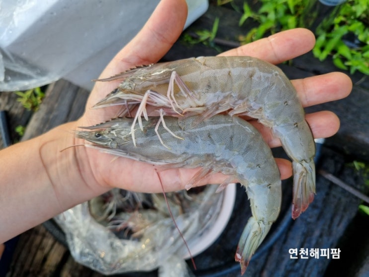  농라 목포댁수산 흰다리새우 제철 새우구이