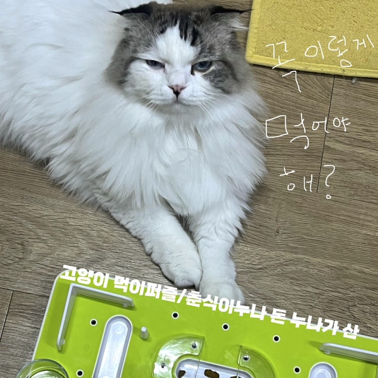  [고양이 먹이퍼즐] 꼭 이렇게 먹어야만 하냐!! 누나가 조라 !!! ; 내돈내산