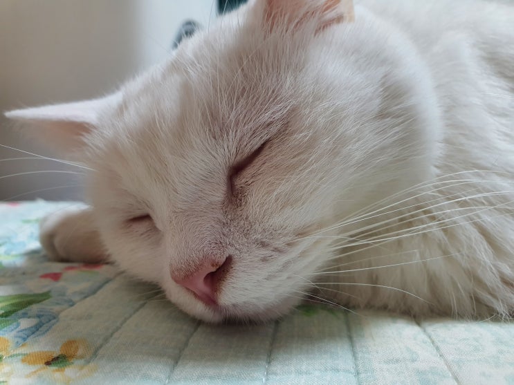  고양이 때리는 꿈 해몽 의미