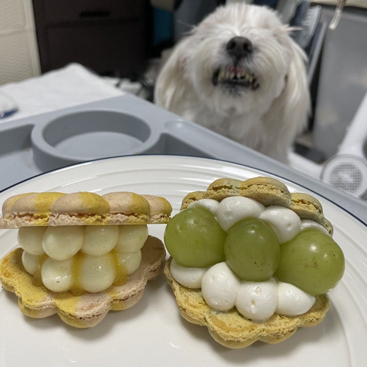  신대방삼거리 예쁜 마카롱 조개롱 맛집 코랄밸리