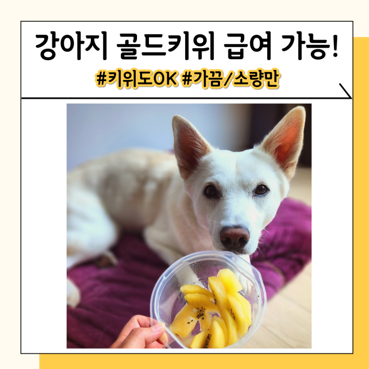 골드키위 강아지 키위 급여 시 좋은 이유, 주의 사항과 추천 방법 골드키위 강아지 키위 급여 시 좋은 이유, 주의 사항과 추천 방법