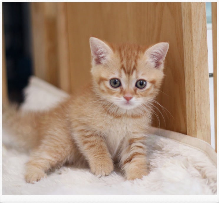 일산고양이분양 건강한 고양이를 찾으신다면 마포도레미캣 에서 만나보실 수 있답니다! (feat. 개냥이, 샴, 브리티쉬숏헤어)