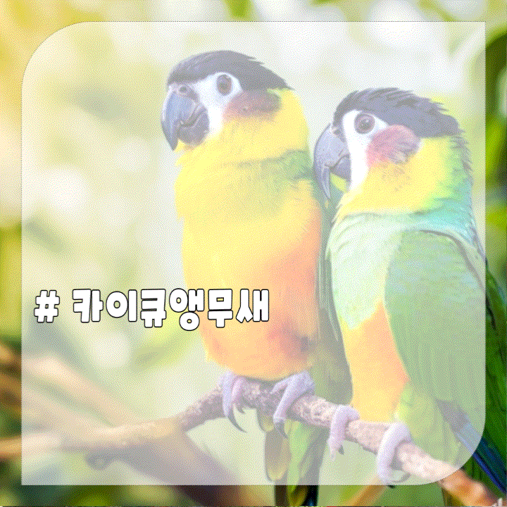  카이큐 앵무새 키우기 용품 카이크앵무새 종류 지능 수명 분양 새장