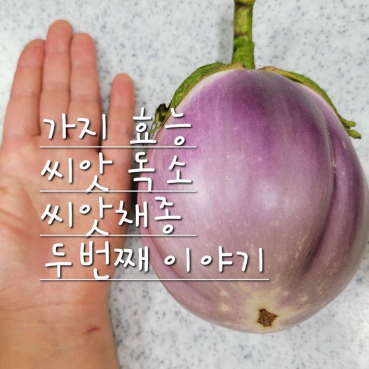  가지 효능과 씨앗 독소, 채종하며 알아보기