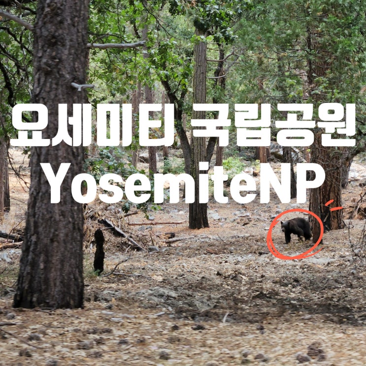  미국 요세미티 국립공원 여행 날씨 주차 셔틀 정보, 야생 곰 목격 ① 미러레이크 투어 추천 Yosemite
