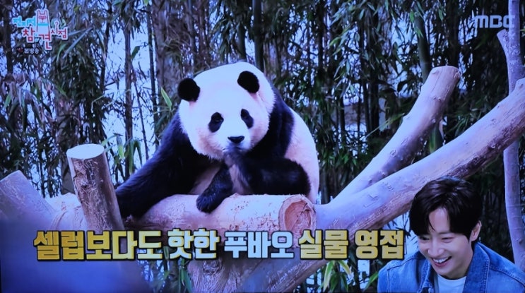 <b>전참시</b> 푸바오 러바오 만남 굿즈숍 귀여운 푸바오 백팩 가방... 