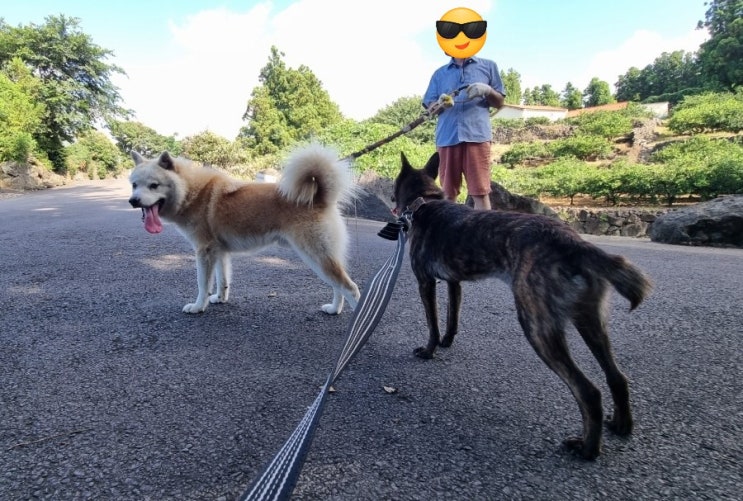  강아지 산책으로 시작한 서귀포 회수동, 회수마을의 아침