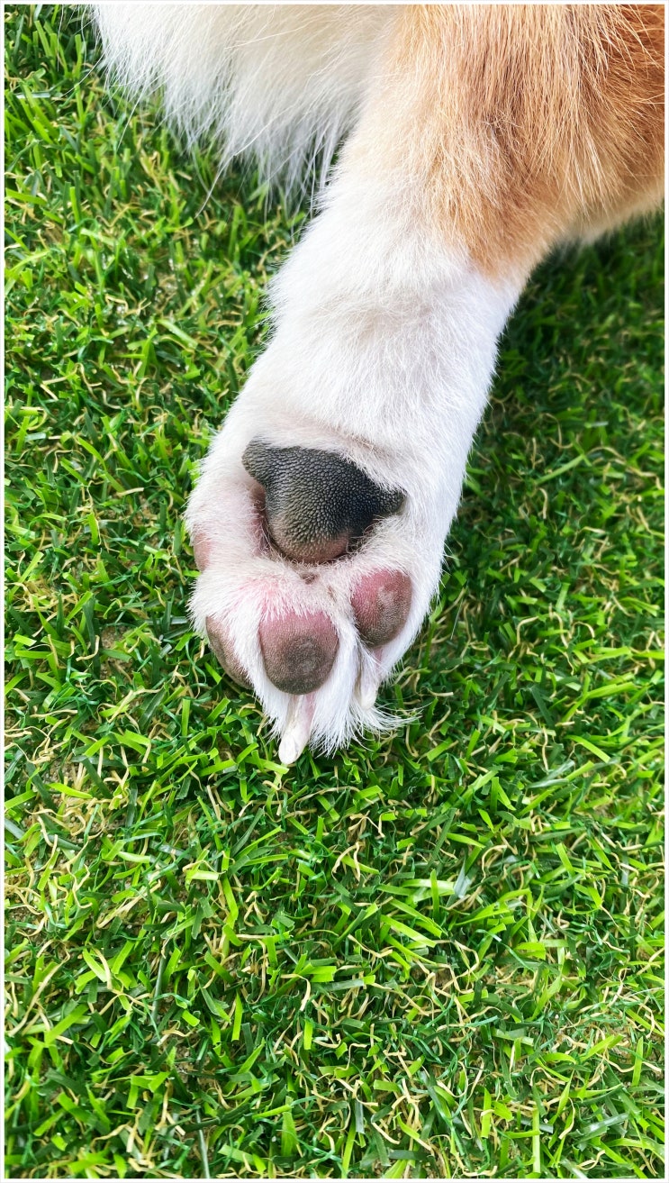  강아지 발톱깎이 훈련 웰시코기 팁