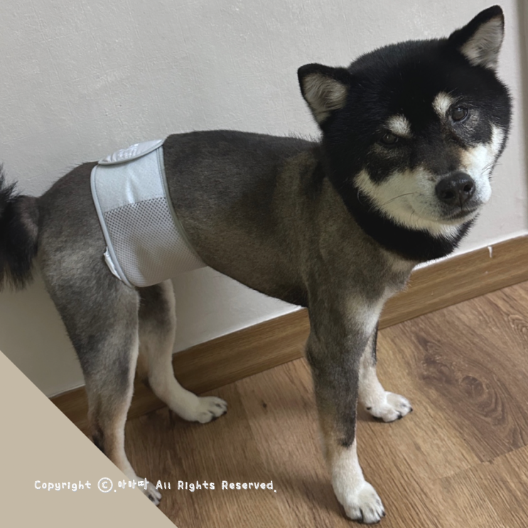  강아지 매너벨트 애견 리필용 기저귀 마킹방지 펫티켓 착용도 편해