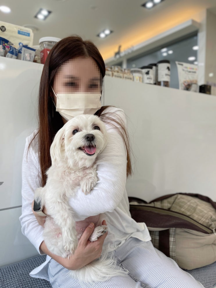 강아지 림프종 항암치료 완료 6개월 차 24시 수 동물 병원