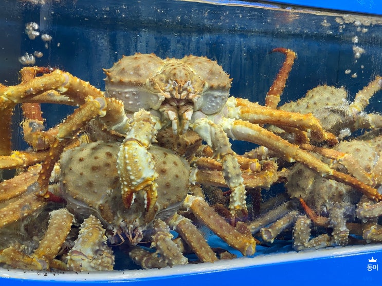  [송파 가락] 신선한 생선이 가득한 가락시장 횟집 광양수산