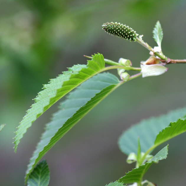 오리나무 오리나무잎벌레 오리나무 효능 꽃 열매