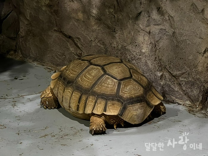 설가타 육지거북 육지 거북이 키우기 밥 수명 등껍질 : 네이버 블로그