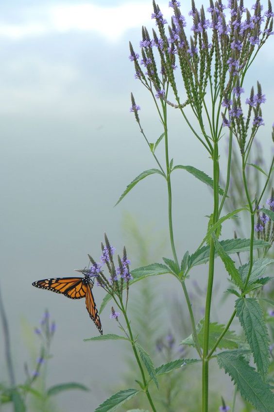  버베나 하스타타(Verbena hastata) 관리 방법