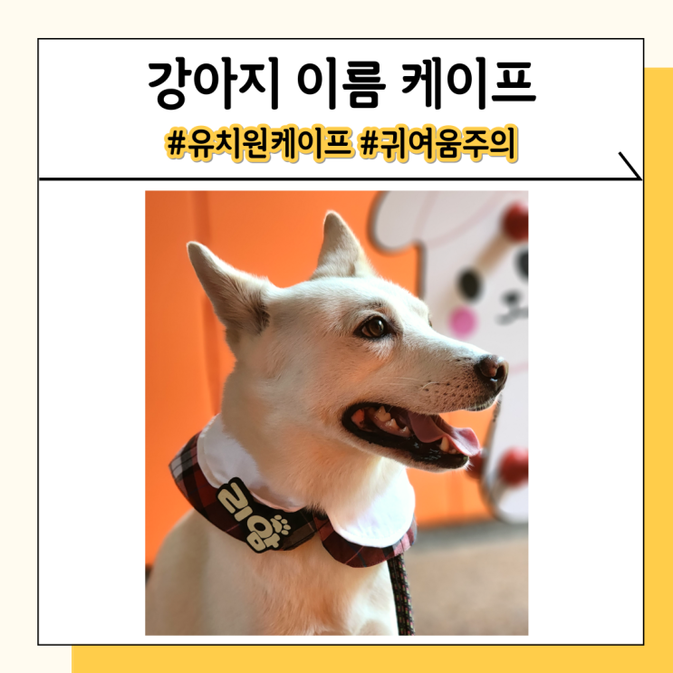 강아지 이름 케이프 턱받이 귀여움을 극대화 해줘요 강아지 이름 케이프 턱받이 귀여움을 극대화 해줘요