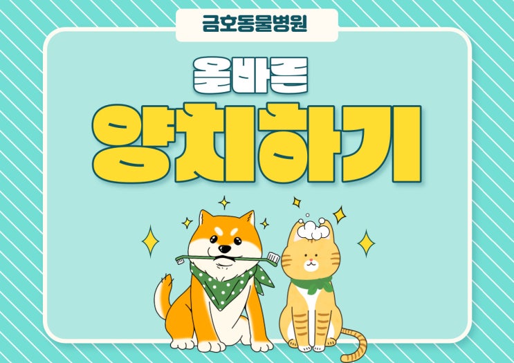  광주 고양이 치과 - 우리 냥이, 댕댕이 올바른 양치하기 [광주 서구 동물병원, 광주 치과 동물병원, 강아지 양치, 고양이 양치, 고양이 스케일링]