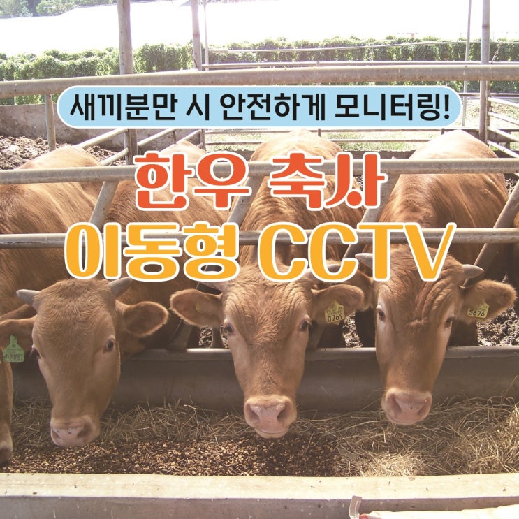  [한우 축사 새끼분만 시 위급상황 해결은 이동형 CCTV ] 자유롭게 이동가능한 이동형CCTV로 한마리도 위험하지 않을 수 있도록 모니터링 할 수있어요!