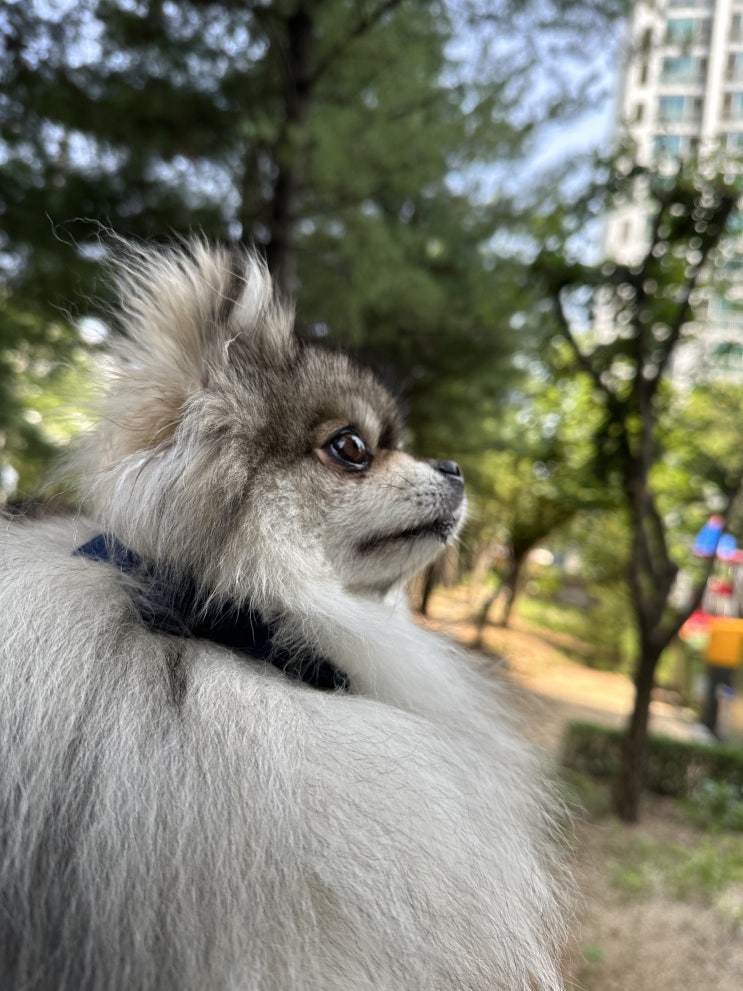  아침 산책이 좋아요!