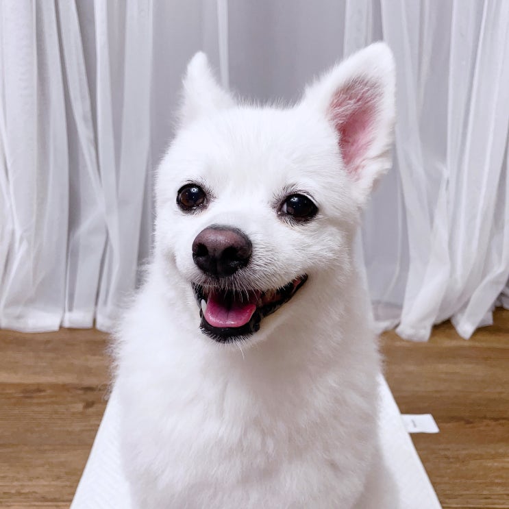  인디컷 애견미용가위로 강아지 셀프미용 성공!