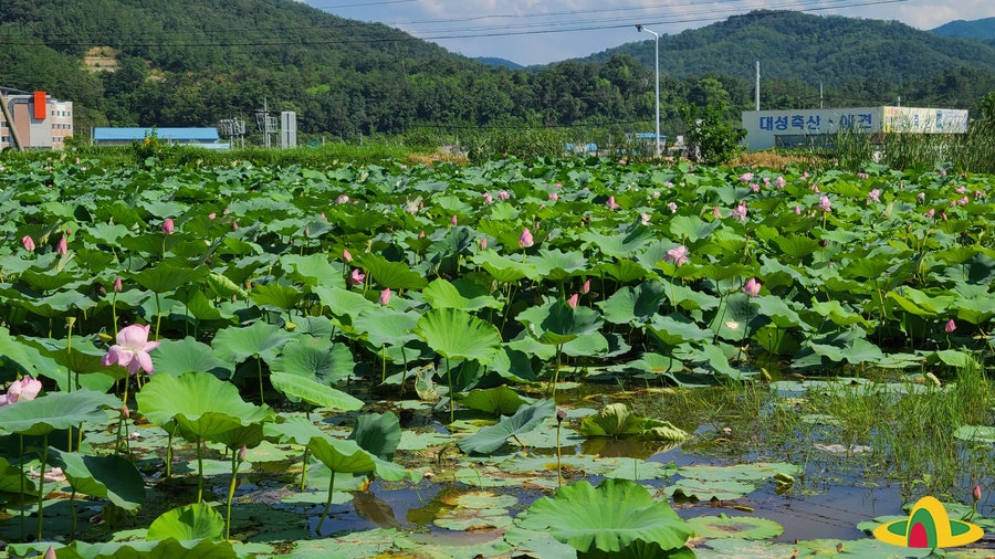 화전지 사진 6