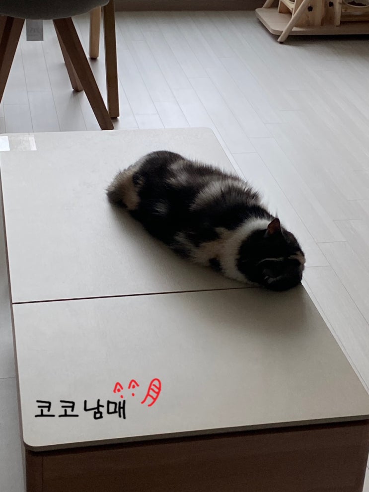  [집사일기] 피곤함 / 체험단 / 꼬양이 양치