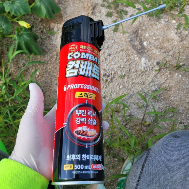  노린재퇴치 3일후의 텃밭 살펴보기