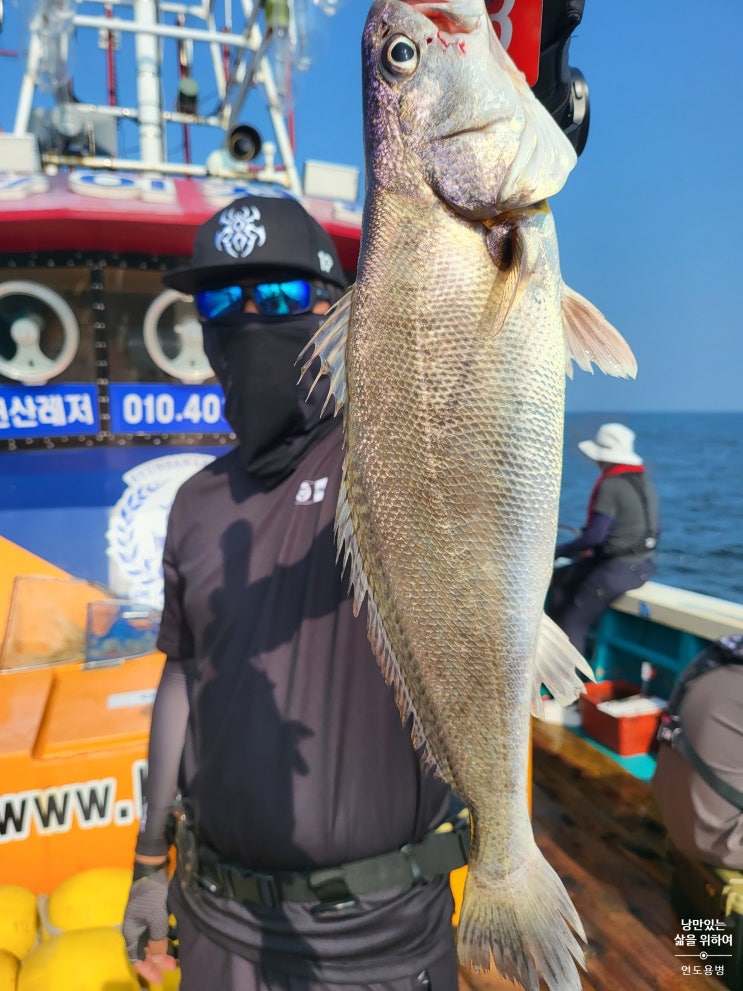  230813(일) 격포 변산레저 카이저ACE호 민어 리벤지 다녀왔어요.